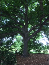tree
